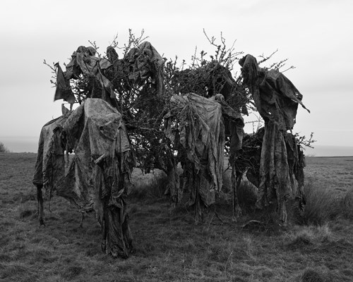 Yn y ffotograff hwn, mae’r artist yn darlunio ffurf gerfluniol ei natur a grëwyd ganddo o gynfasau plastig y cafwyd hyd iddynt mewn cae cyfagos. Mae naws fygythiol i’r cynfasau sy’n hongian dros ganghennau ddraenen ddu leol.